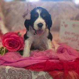 Dawn - Black white and tan female English Springer Spaniel puppy in Cookeville, Tennessee from Krossroads Kennel