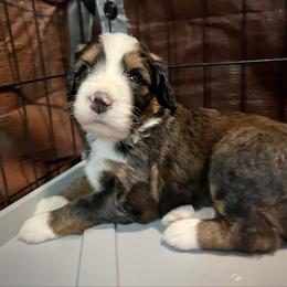 America - Sable female Bernedoodle puppy in Kansas City, Missouri from Beary GoldenDoodles