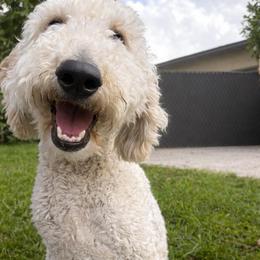 Lucy - Cream female Goldendoodle puppy in Davie, Florida from Daviegoldendoodles