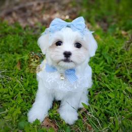 Korean Havamalt Silco - White male Havanese puppy in Barren Springs, Virginia from Seeking Shalom Acres Maltese, Maltipoos & Havamalts