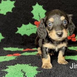 Jingle - Black and cream male Dachshund puppy in Poteau, Oklahoma from Sisters Dazzling Dachshunds