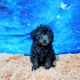 Twilight - Black female Poodle puppy in Neosho, Missouri from Star Light Pups