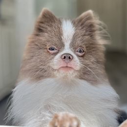 Chess - Pomeranian