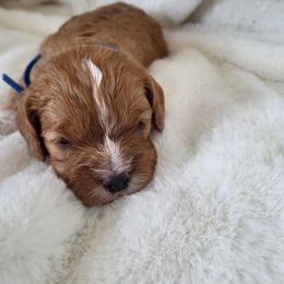 Cavapoo and Cockapoo Puppies from Happy Doodles- Cockapoo and Cavapoo puppies