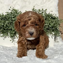 Phoenix - Red  male Poodle puppy in Bakersfield, California from California Red Poodles