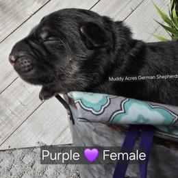 Purple - Black and tan female German Shepherd puppy in Tony, Wisconsin from Muddy Acres German Shepherds