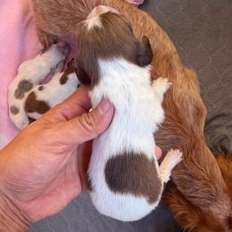 Scooby - Piebald male Dachshund puppy in Jarales, New Mexico from Poker Paws Dachshunds