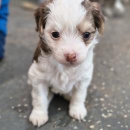 Jewel - White and chocolate female Chinese Crested puppy in Frederick, Maryland from Lovable Cresteds