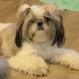 Maci - Shih Tzu
