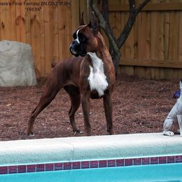 Boxer All Grown Up from Dizara Boxers