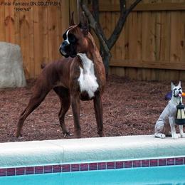 Boxer All Grown Up from Dizara Boxers
