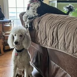 Poodles from Jacks Mountain Standards