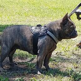 Delilah - French Bulldog