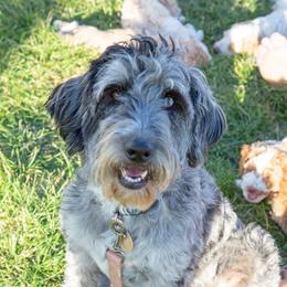 Assorted Doodle Crosses, Aussiedoodles, Golden Aussiedoodles, Goldendoodles, and Sheepadoodles from Goldendoodledoo Farms