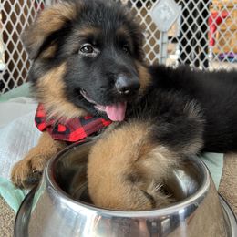 Kevin Boy - Red - Black and red German Shepherd puppy in Sandown, New Hampshire from Gemini GSD