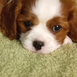 Cavalier King Charles Spaniels from Hawthorn Cavaliers