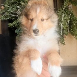 Green Bot - Sable and white male Shetland Sheepdog puppy in Black Forest, Colorado from Renegade Winds