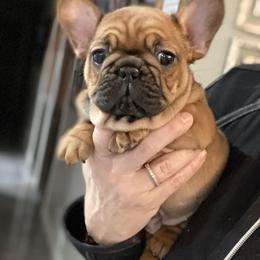 Bulldog and French Bulldog Puppies from Kansas Grand St English & French Bulldogs