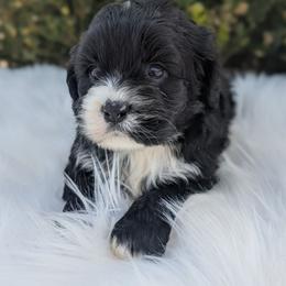 Ally - Black and white female Cockapoo puppy in Salt Lake City, Utah from Utah Cocker Spaniels