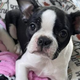 Boston Terriers from Boston Terrier Besties
