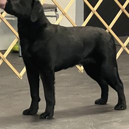 French Bulldogs and Labrador Retrievers from Northern Ridge Retrievers & The Frenchie Babes