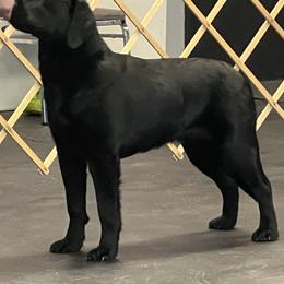 French Bulldogs and Labrador Retrievers from Northern Ridge Retrievers & The Frenchie Babes
