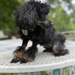Ellie - Phantom female Poodle puppy in Chattanooga, Tennessee from Joy-Fur Puppies