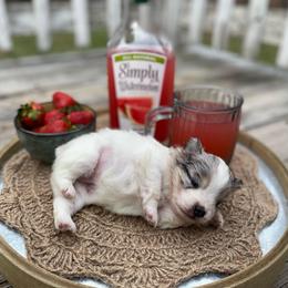 Galette - Merle female Pomsky puppy in Sanbornton, New Hampshire from Kristie’s Husky Haven