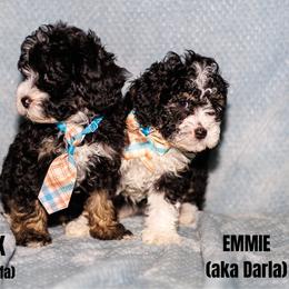 Darla - Tri-color female Bernedoodle puppy in Gilbert, Arizona from Safe Havynn Doodles