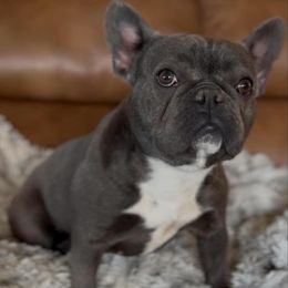 Rogue - French Bulldog