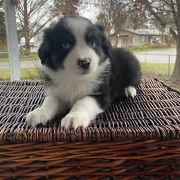 Cider - Black & white male Miniature Australian Shepherd puppy in Oroville, Washington from High Mountain Aussies