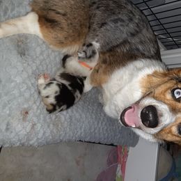 Willow  - Pembroke Welsh Corgi