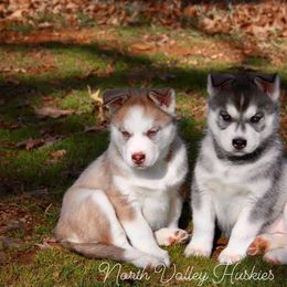Siberian Husky Puppies from North Valley Huskies