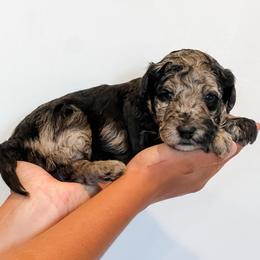 Sedona - Blue merle female Aussiedoodle puppy in Flagstaff, Arizona from Gunstock Doodles