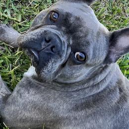 Marley - French Bulldog