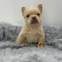 Snowy - Cream male French Bulldog puppy in Alexandria, Virginia from Boss Lady Kennel