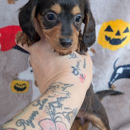 Bunny Longhair - Blue and tan female Dachshund puppy in Barnard, Missouri from KB Doxies