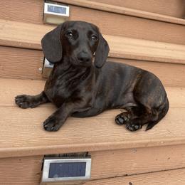 Dachshund Puppies from Army of Dachshunds