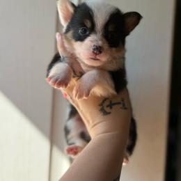 Sequoia - Black and tan female Pembroke Welsh Corgi puppy in Aberdeen, Washington from Coastal country Farms