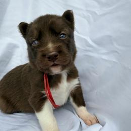Adam (Red Collar) - Red and white male Siberian Husky puppy in Warwick, Rhode Island from Young Orchard Siberians