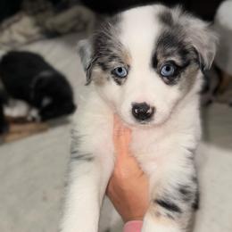 Cola - Blue merle female Miniature Australian Shepherd puppy in Bartow, Florida from Peace Creek Aussies