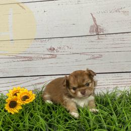 Eevee - Chocolate brindled fawn female Chihuahua puppy in North Ridgeville, Ohio from Happy Pups