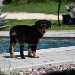 Willow - Black tri-color female Australian Shepherd puppy in Stephenville, Texas from Rockin B Australian Shepherds