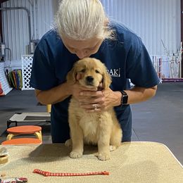 Girl 3 - Golden Retriever puppy in Calhoun, Georgia from Raya Golden Retrievers