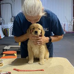Girl 3 - Golden Retriever puppy in Calhoun, Georgia from Raya Golden Retrievers