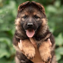 Callista - Sable female German Shepherd puppy in Berwick, Maine from Vom Rindahaus Shepherds