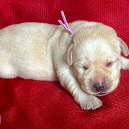 Girl 3 - Yellow female Labrador Retriever puppy in Vero Beach, Florida from Southern Sunshine Labradors