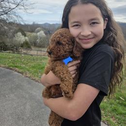 Bernedoodle, Goldendoodle, and Poodle Puppies from 4goldendoodles