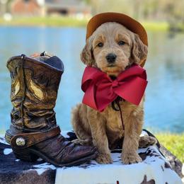 Wimberly's Maroon Boy - Apricot male Goldendoodle puppy in Kountze, Texas from Texas Doodles LLC