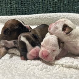 Boxer Puppies from East River Boxers